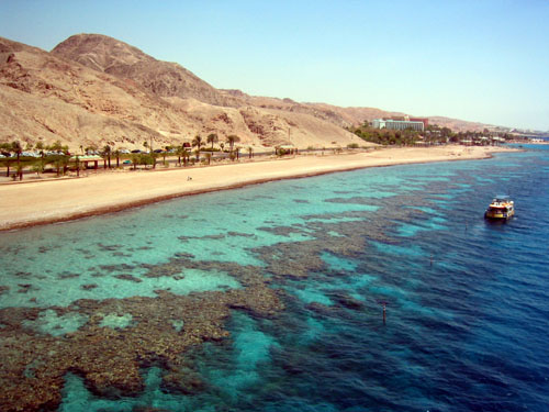 corals in the Red Sea